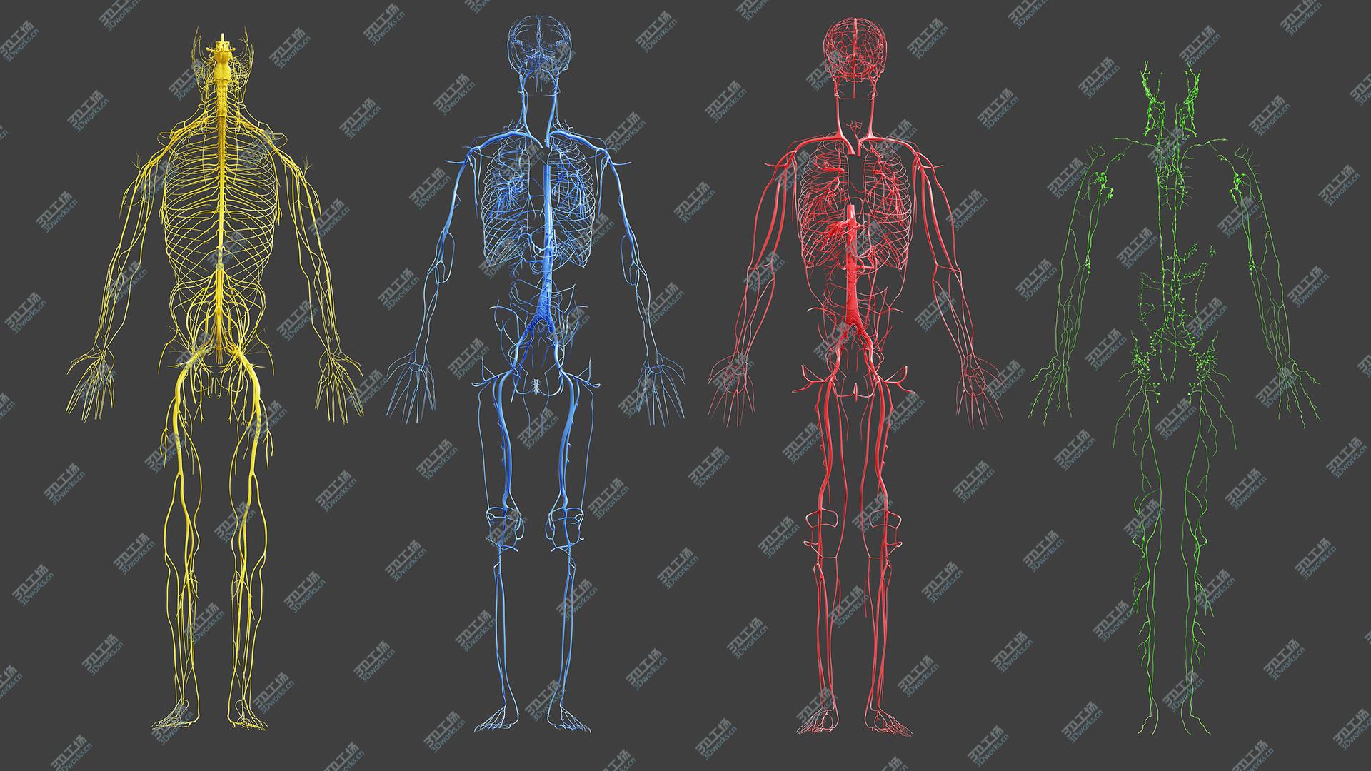 images/goods_img/20210113/3D model Full Male Anatomy (Cinema Rigged)/4.jpg